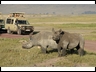 Safari Ngorongoro-Crater car hire