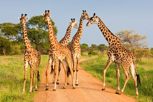 tanzania selous safari company giraffes